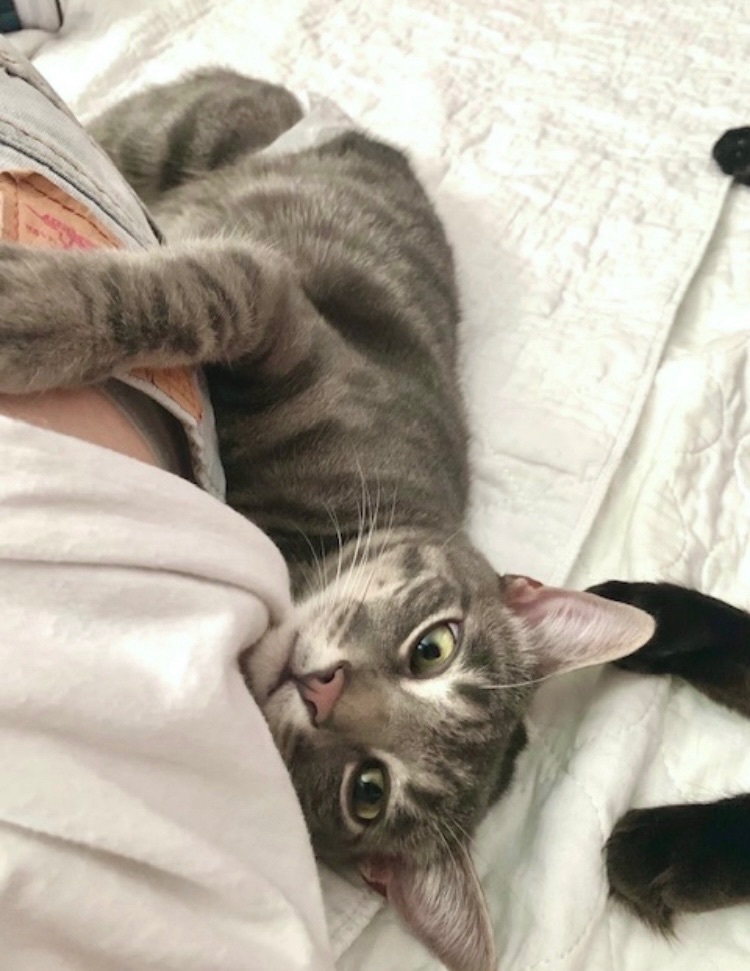 Bungee (amazing, smart, curious), a Adoptable Domestic Short Hair in Los Alamitos, CA image 5/12