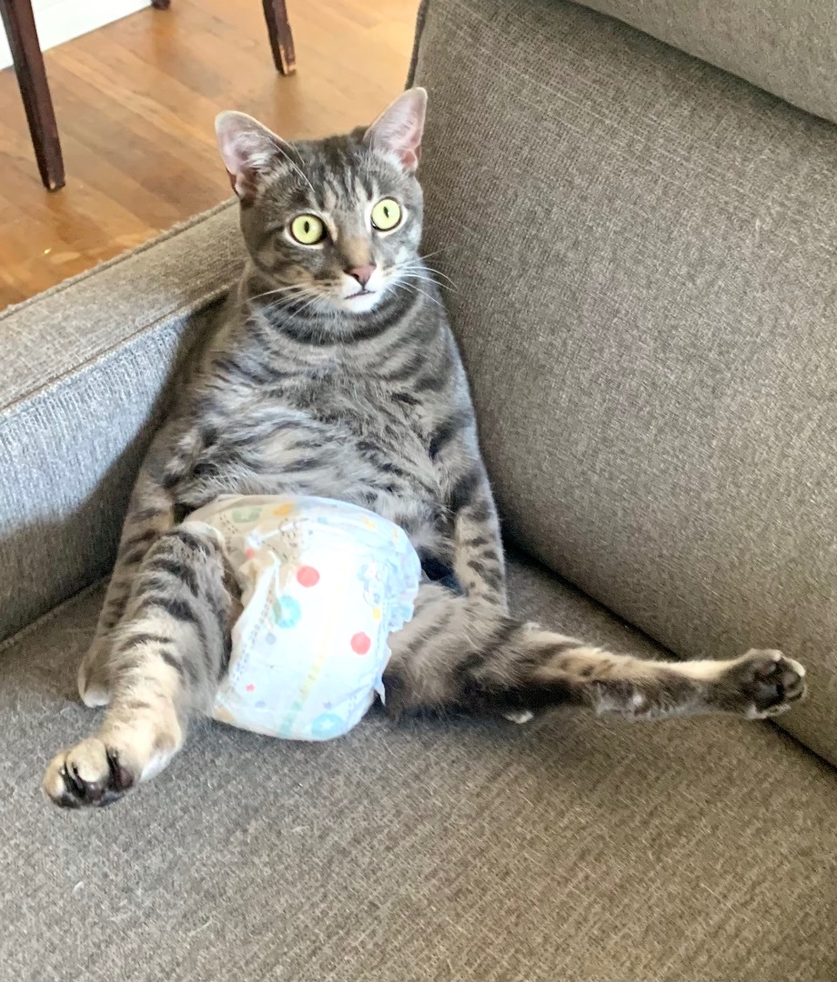 Bungee (amazing, smart, curious), a Adoptable Domestic Short Hair in Los Alamitos, CA image 6/12