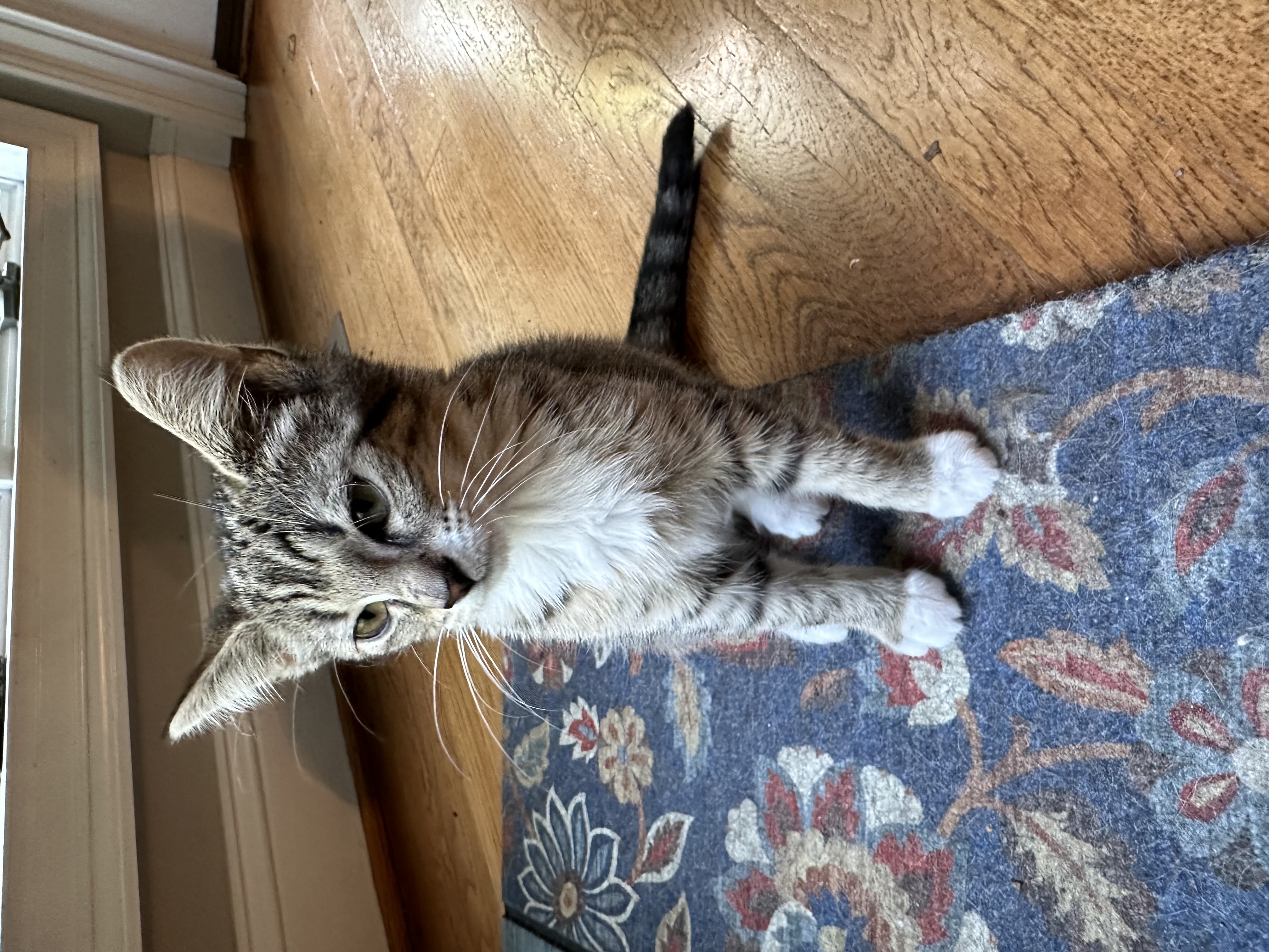 Enlarge Mittens, a Adopted Domestic Short Hair in Winchester, VA image 1/2