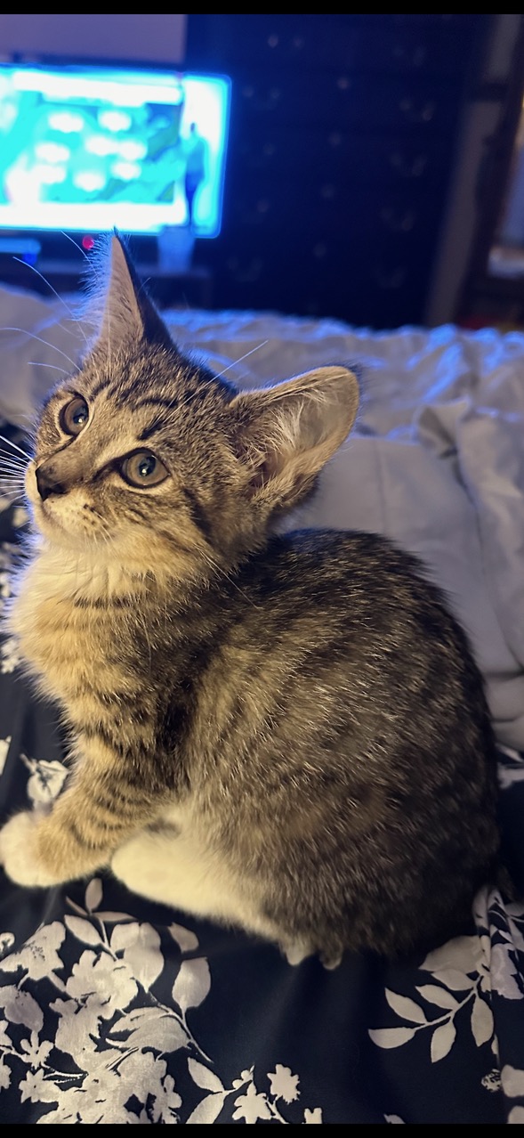 Enlarge Mittens, a Adopted Domestic Short Hair in Winchester, VA image 2/2