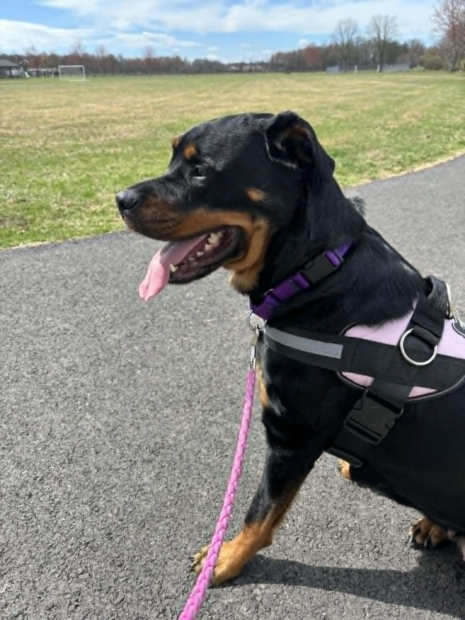 Enlarge Candy, a ADOPTABLE Rottweiler in Perkasie, PA image 2/6