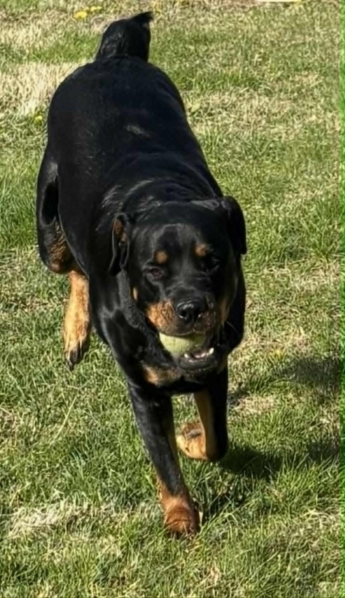 Enlarge Candy, a ADOPTABLE Rottweiler in Perkasie, PA image 6/6