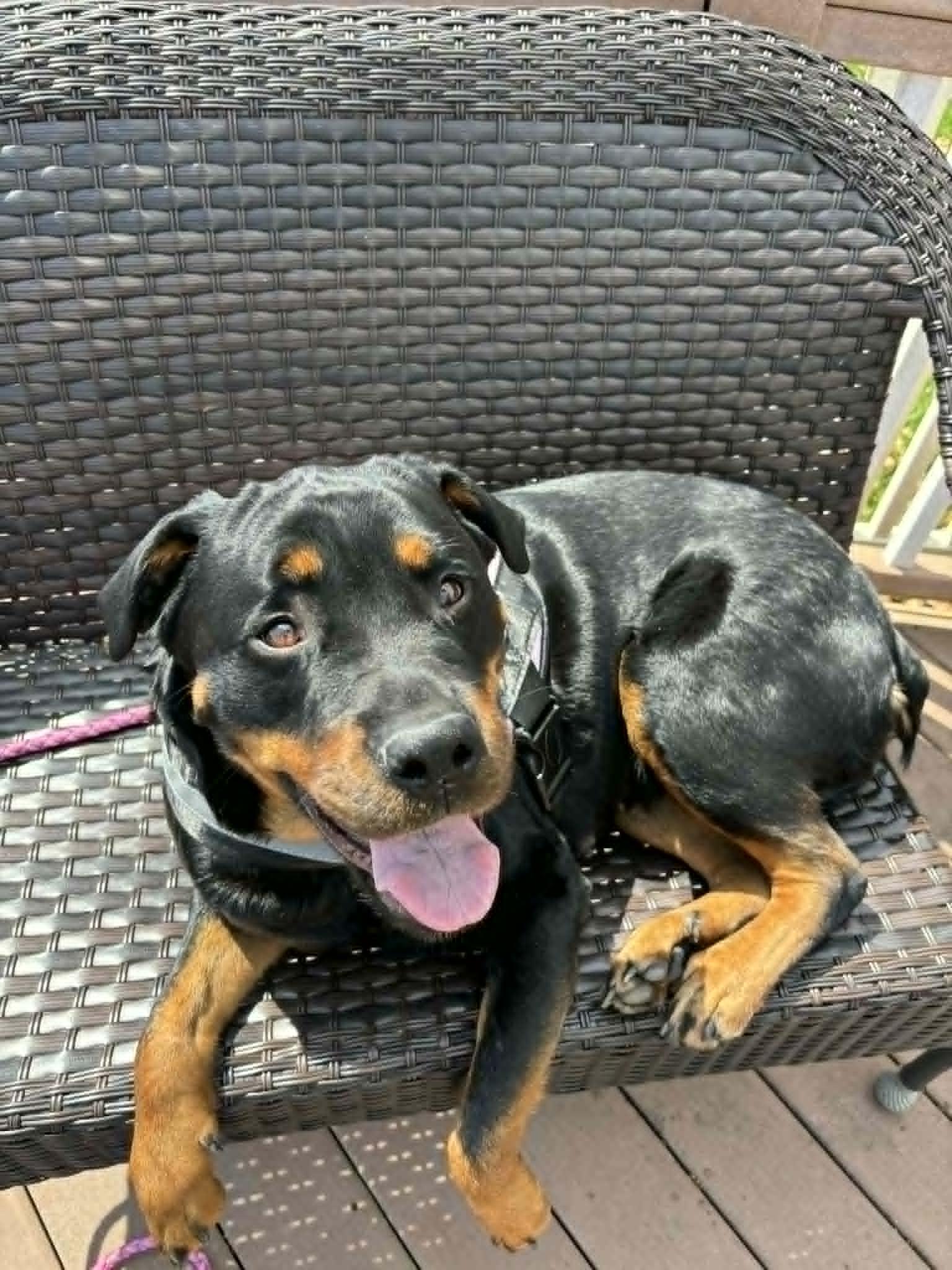 Candy, ADOPTABLE, Young Female Rottweiler.