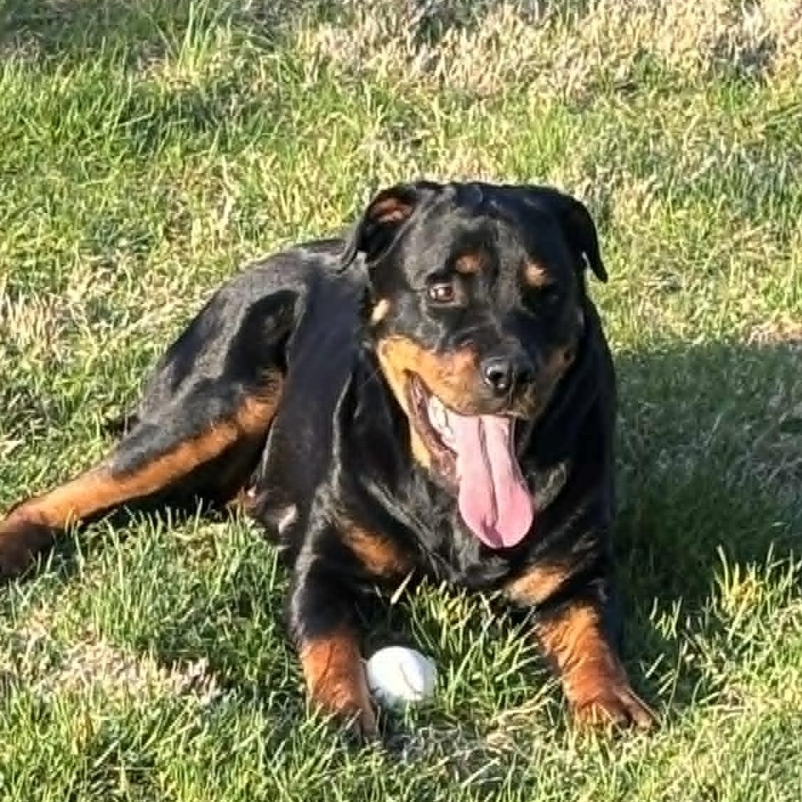 Enlarge Candy, a ADOPTABLE Rottweiler in Perkasie, PA image 3/6