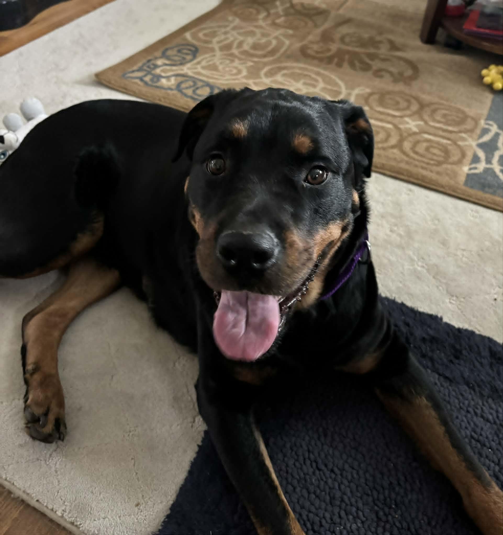 Enlarge Candy, a ADOPTABLE Rottweiler in Perkasie, PA image 5/6