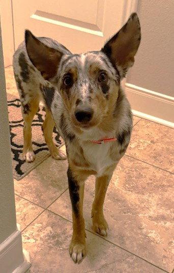 Oz TX, Adoptable, Young Male Australian Shepherd.