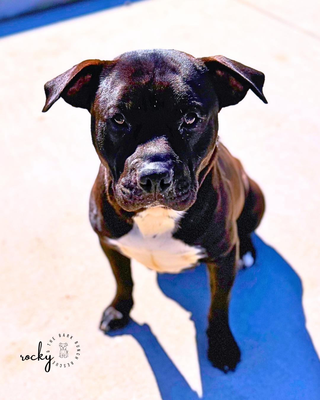 Enlarge Fizzy, a Adopted Spitz in RUFFIN, NC image 1/3