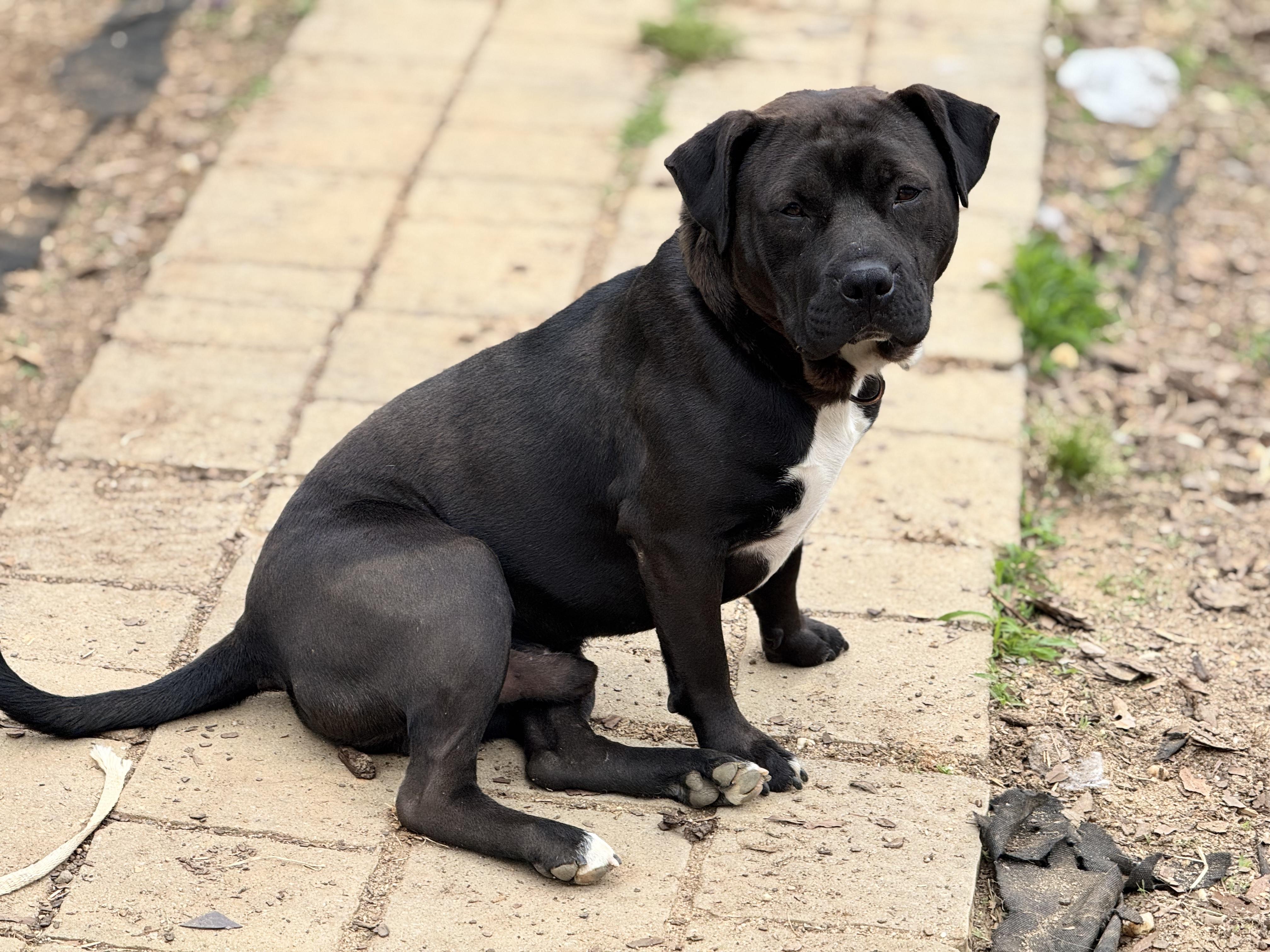Fizzy, Adopted, Adult Male Spitz.