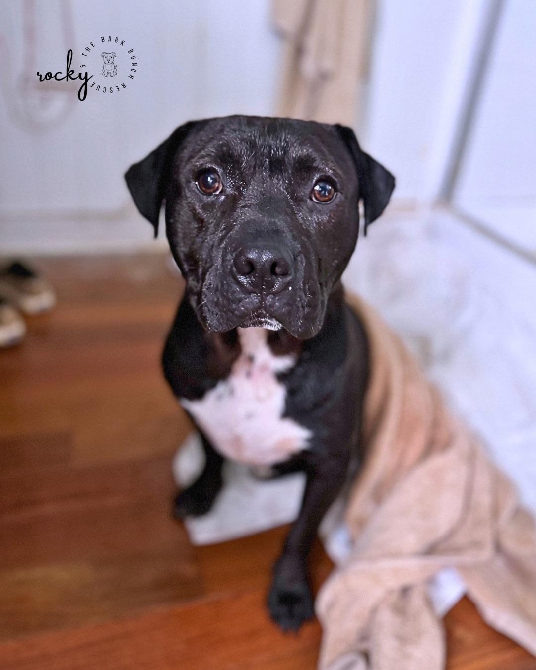 Enlarge Fizzy, a Adopted Spitz in RUFFIN, NC image 3/3