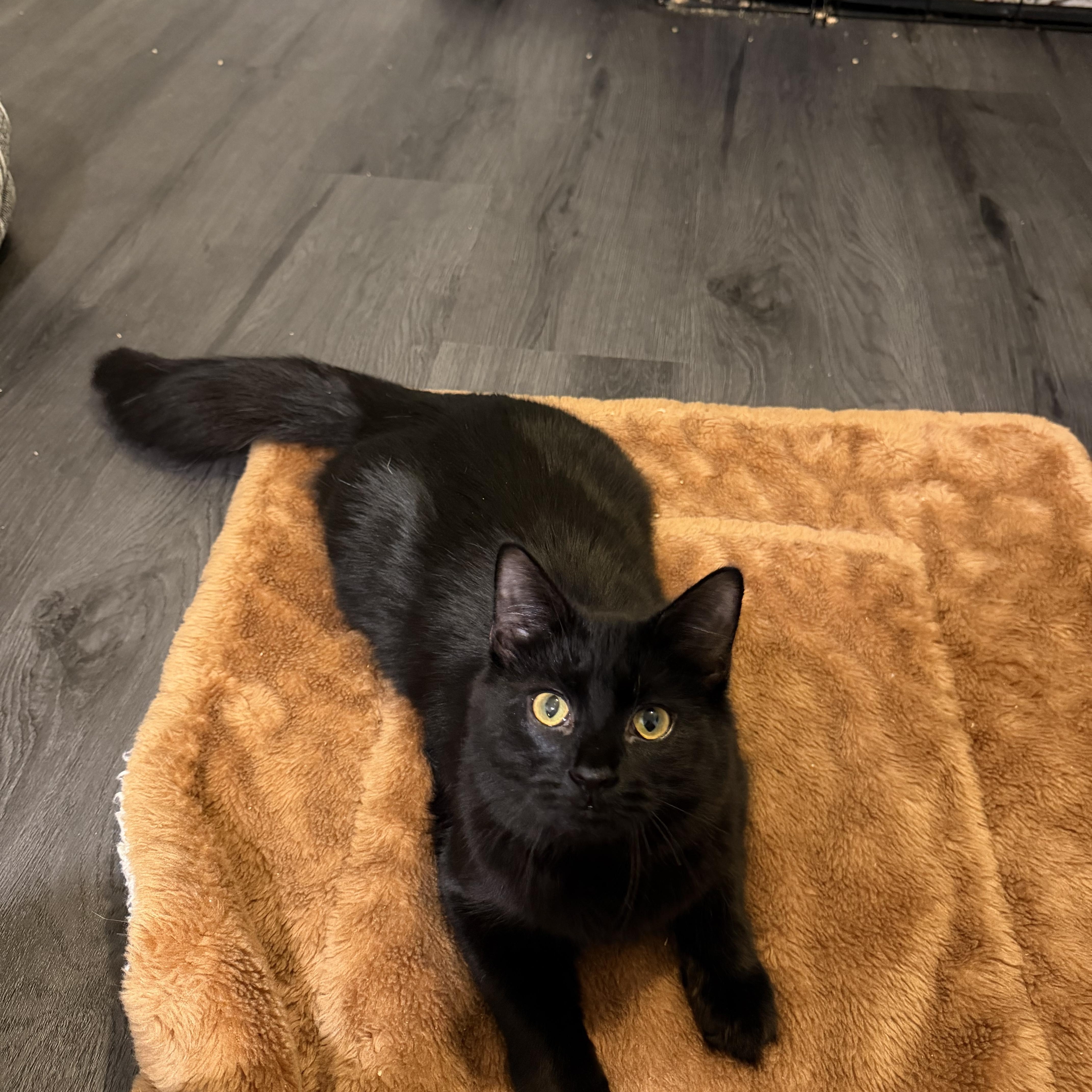 Enlarge LOUIS, a Adoptable Domestic Medium Hair in Hamilton, NJ image 3/5