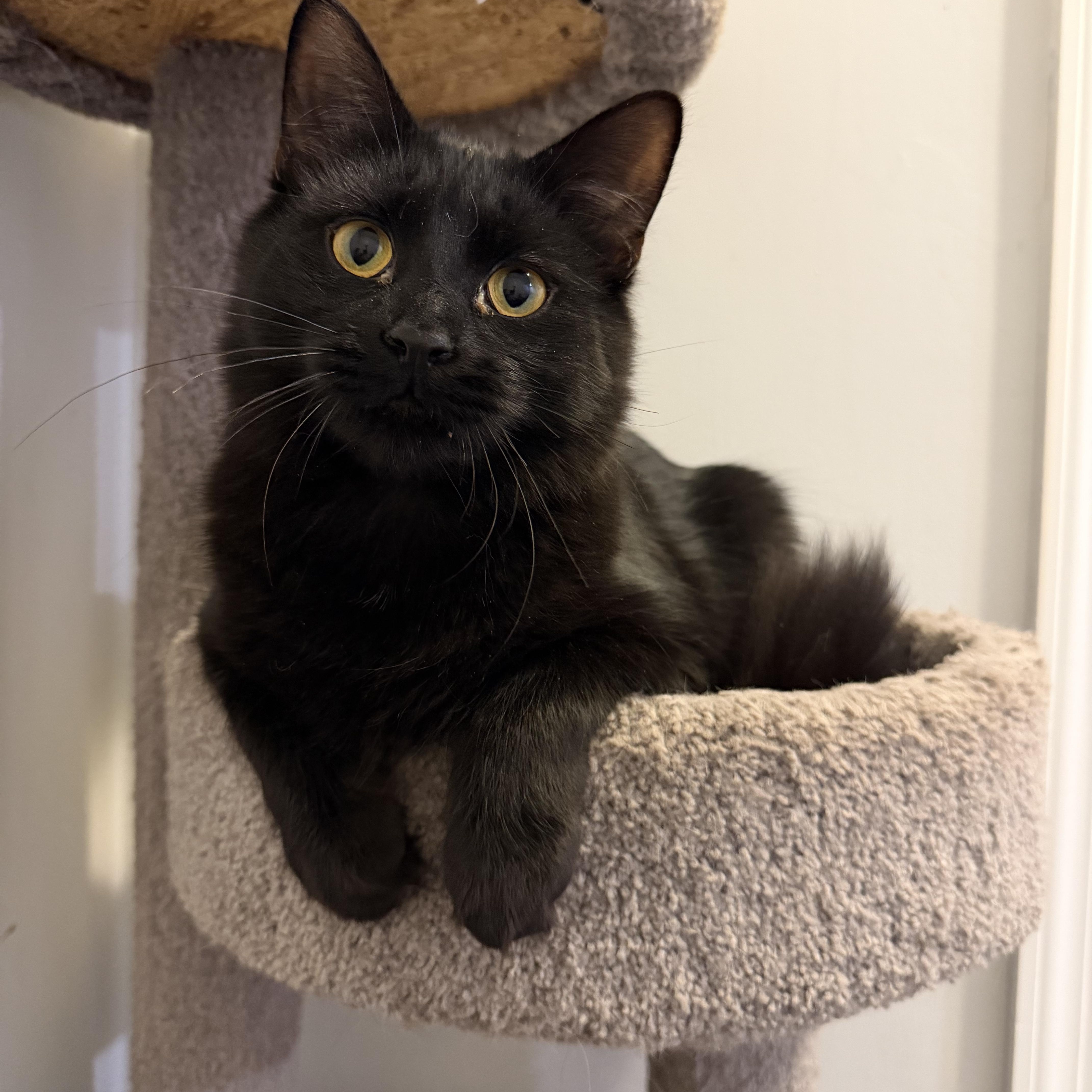LOUIS - ADOPTION PENDING, a Adoptable Domestic Medium Hair in Hamilton, NJ image 2/6