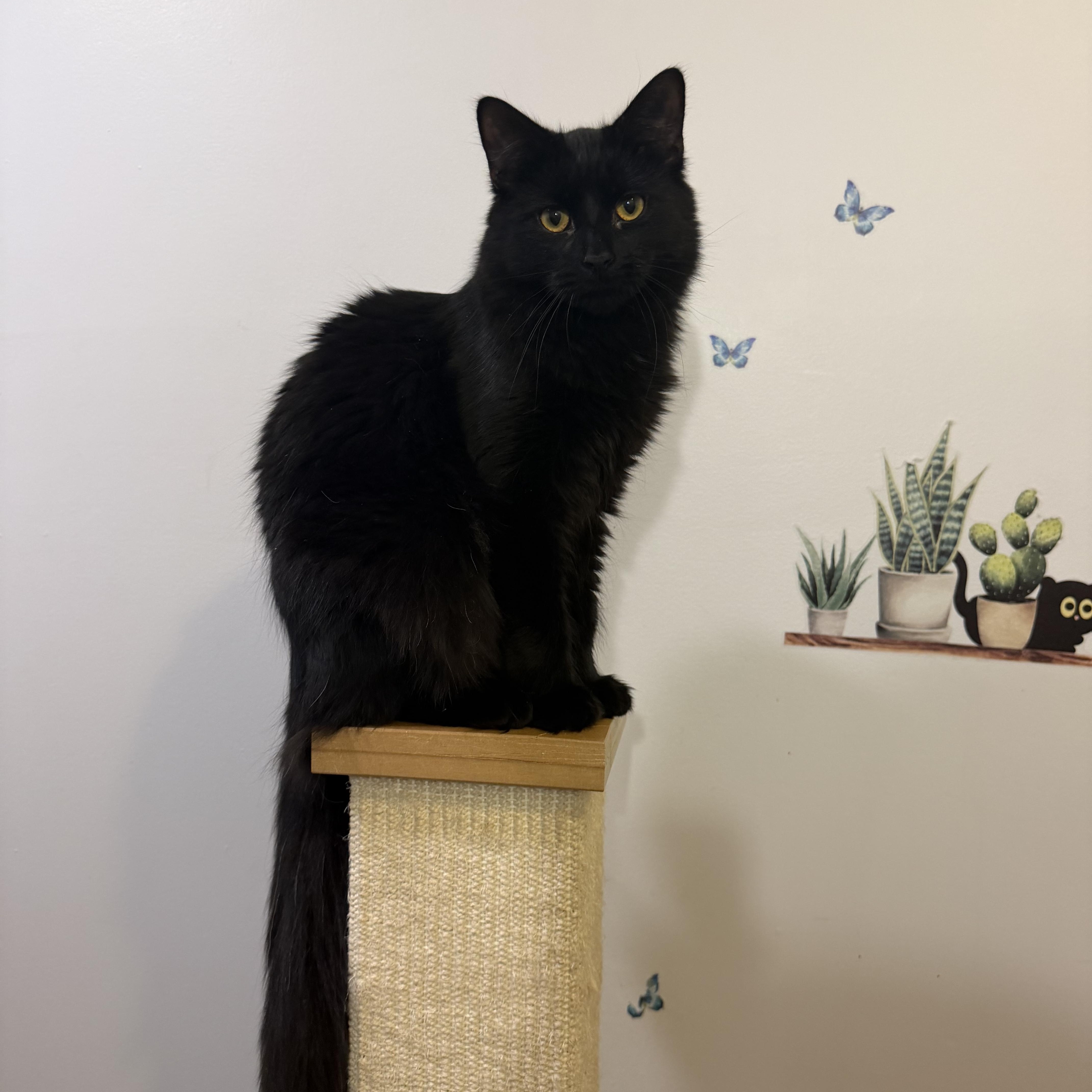 LOUIS - ADOPTION PENDING, a Adoptable Domestic Medium Hair in Hamilton, NJ image 6/6