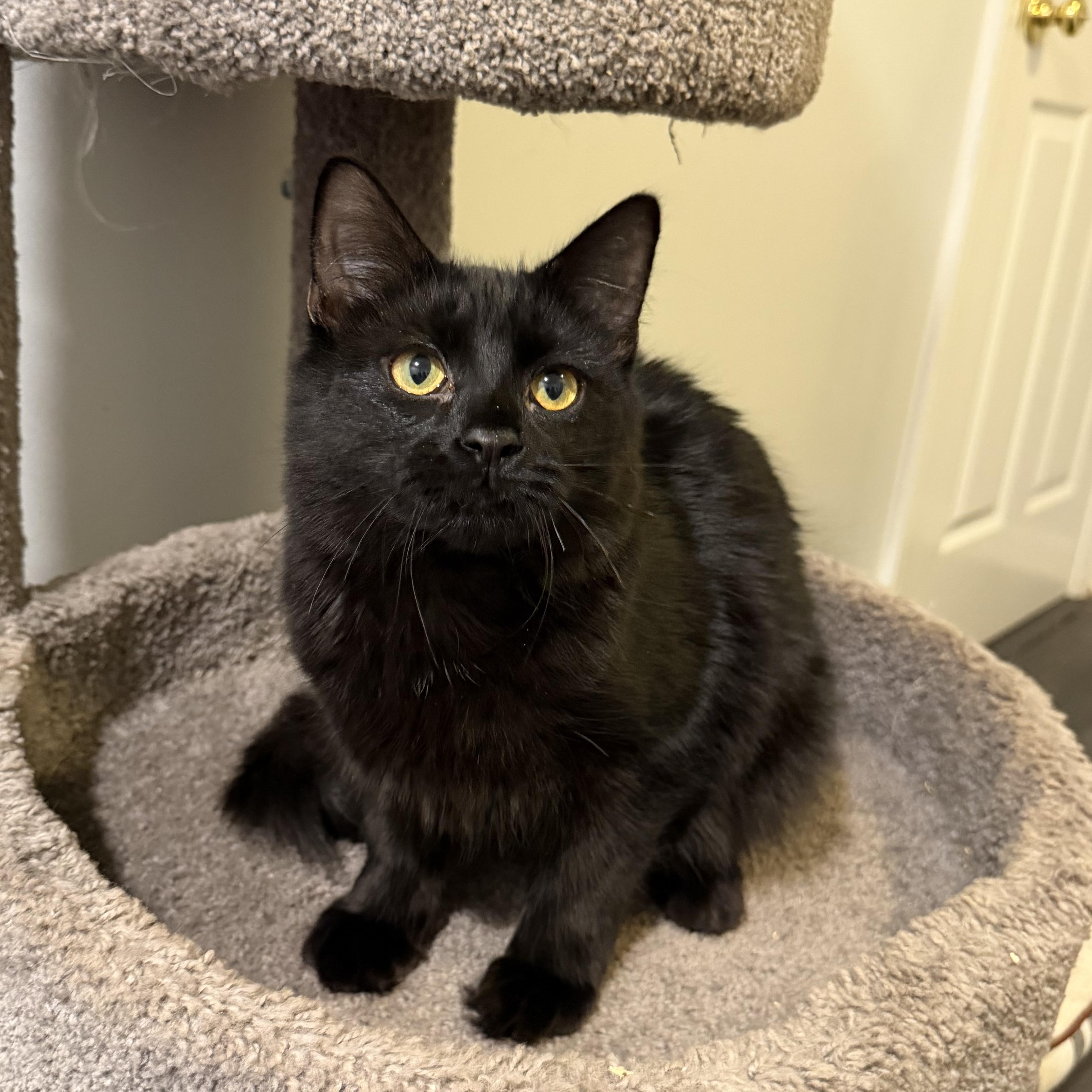 LOUIS, Adoptable, Kitten Male Domestic Medium Hair.