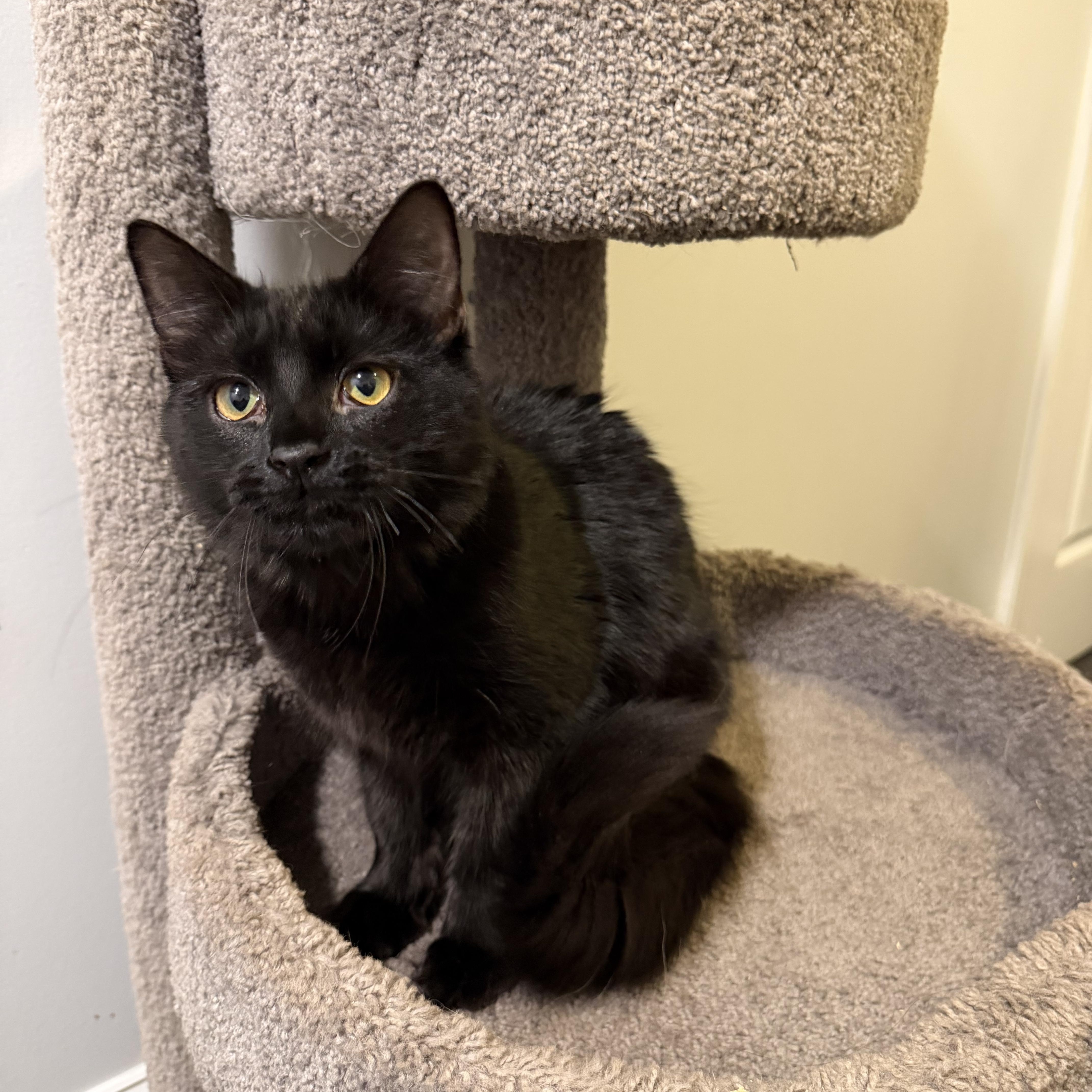 Enlarge LOUIS, a Adoptable Domestic Medium Hair in Hamilton, NJ image 4/5
