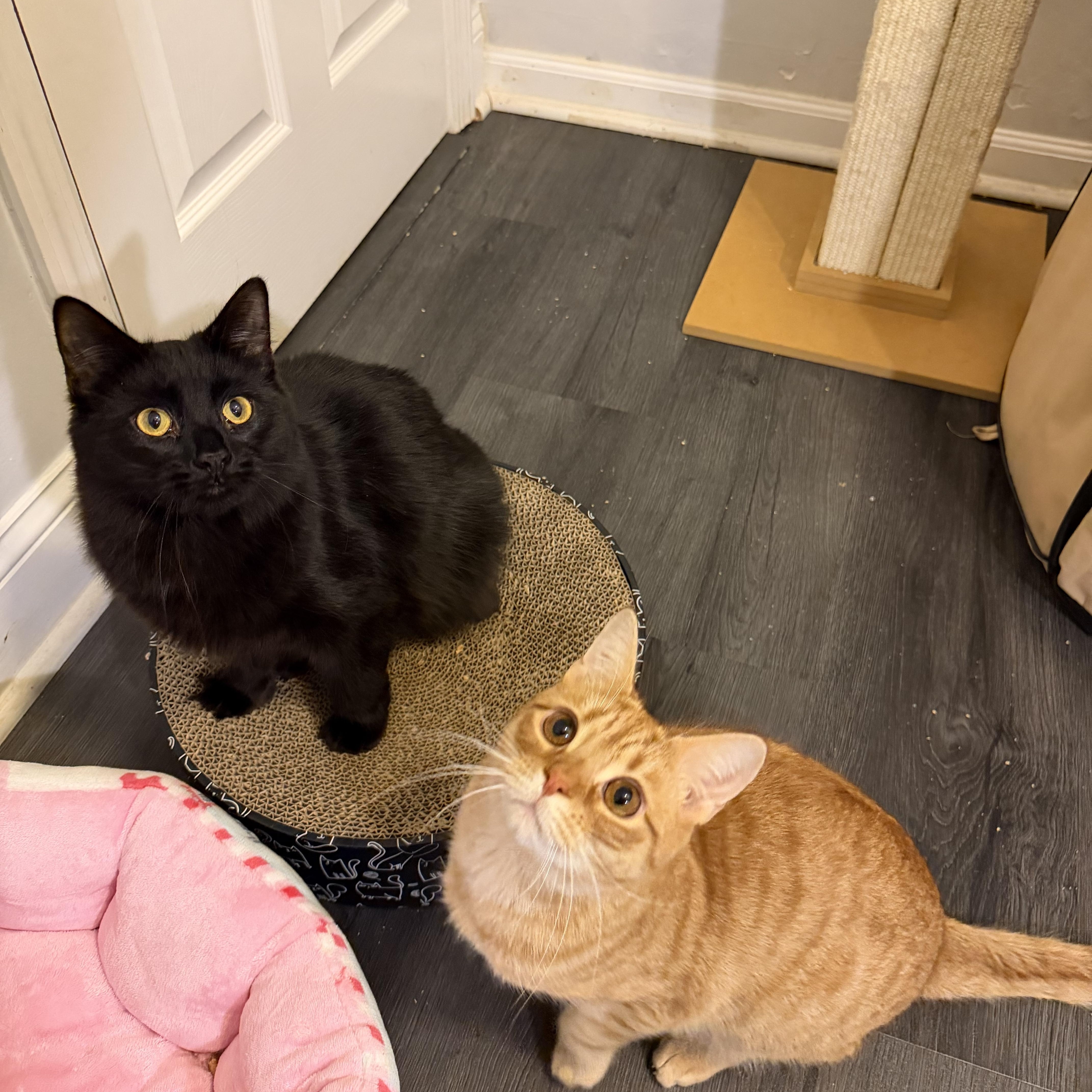 LOUIS - ADOPTION PENDING, a Adoptable Domestic Medium Hair in Hamilton, NJ image 3/6