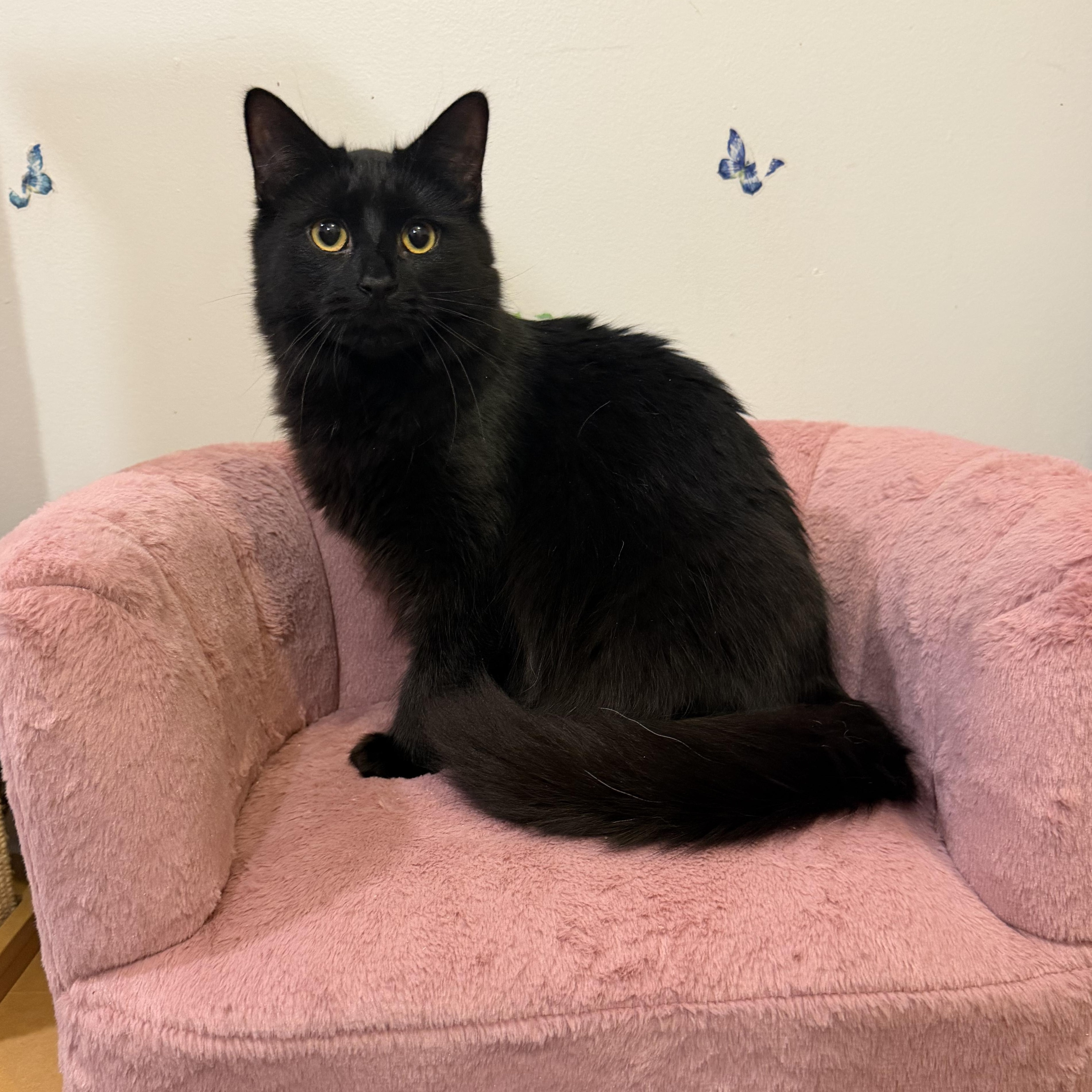 LOUIS - ADOPTION PENDING, a Adoptable Domestic Medium Hair in Hamilton, NJ image 1/6