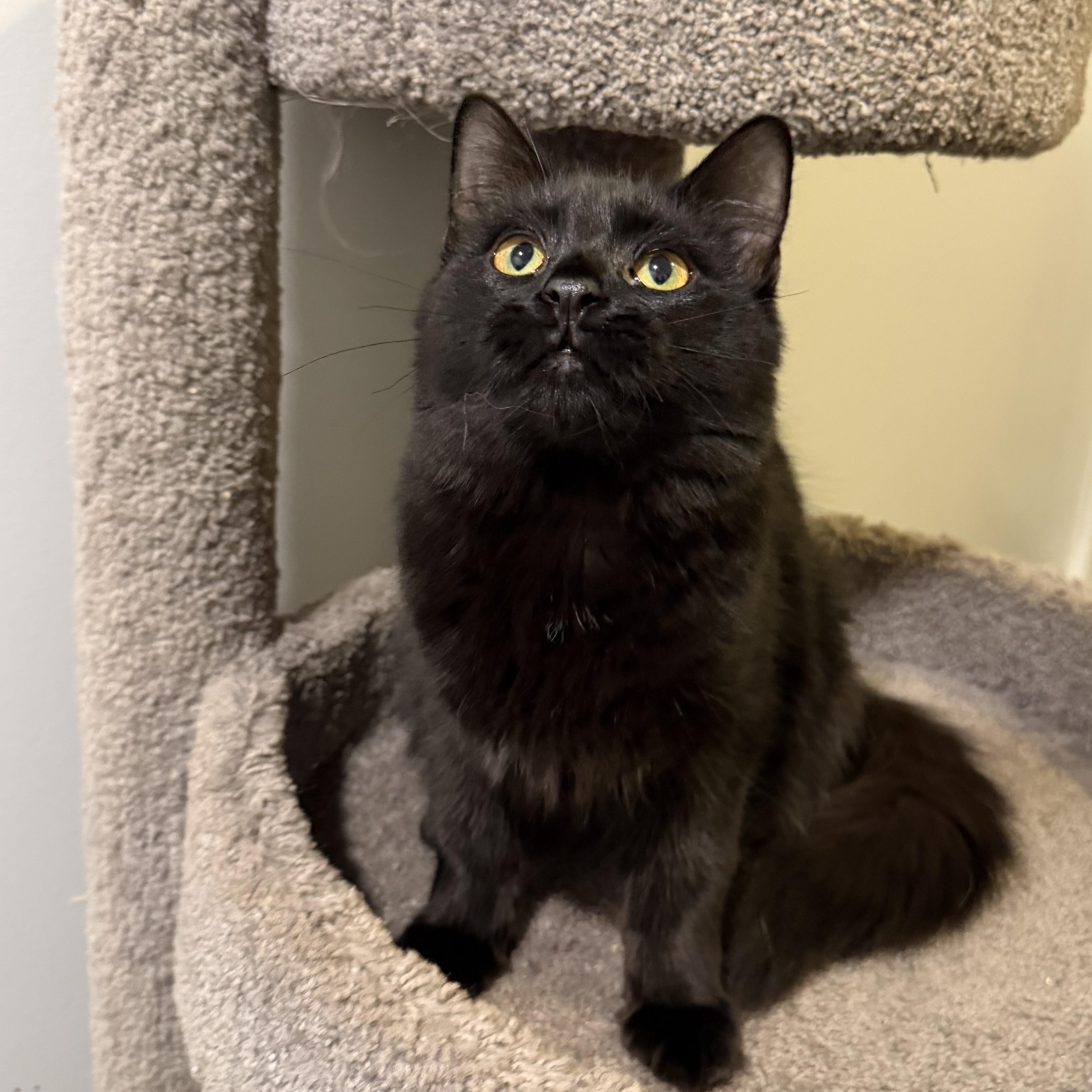 Enlarge LOUIS, a Adoptable Domestic Medium Hair in Hamilton, NJ image 5/5