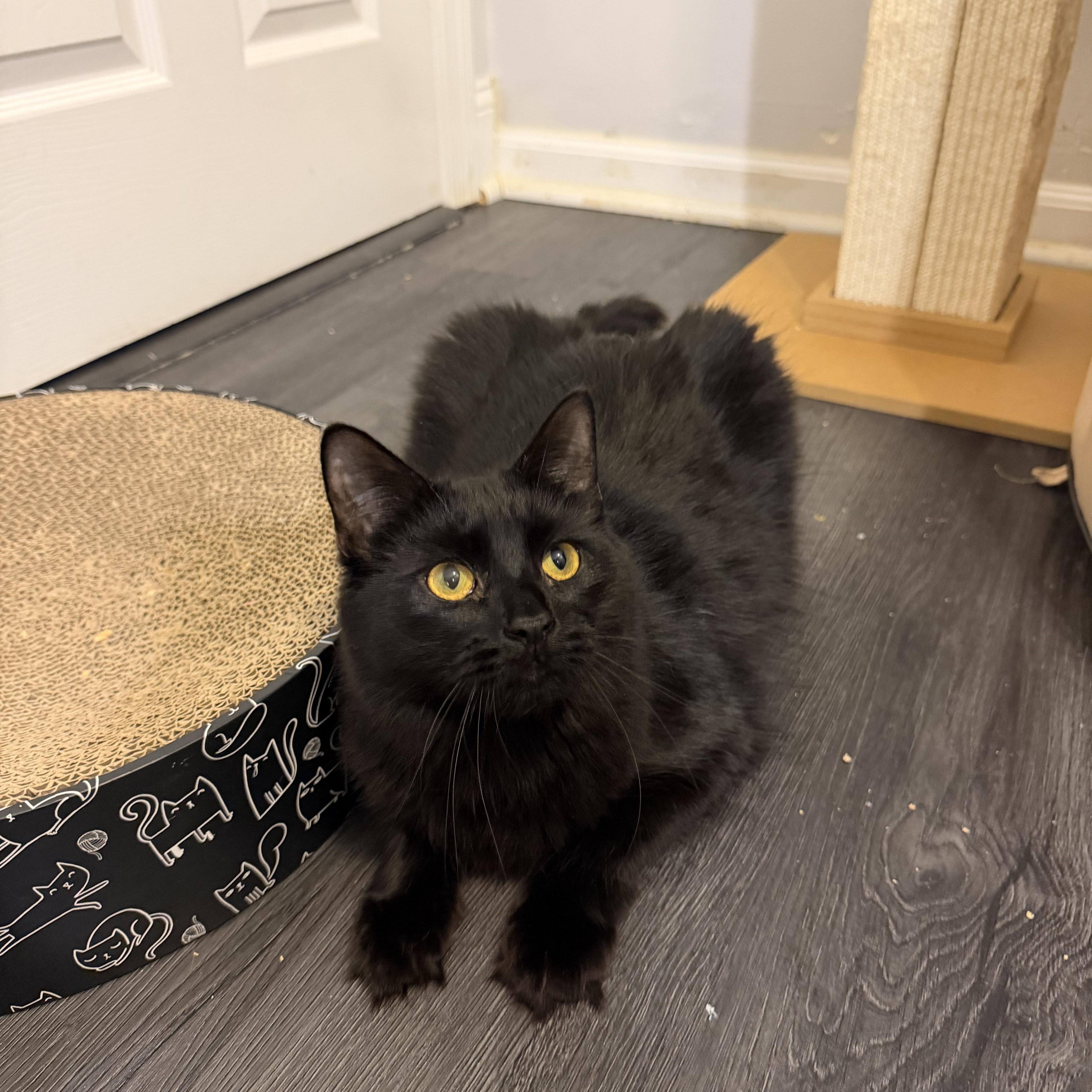 LOUIS - ADOPTION PENDING, a Adoptable Domestic Medium Hair in Hamilton, NJ image 4/6