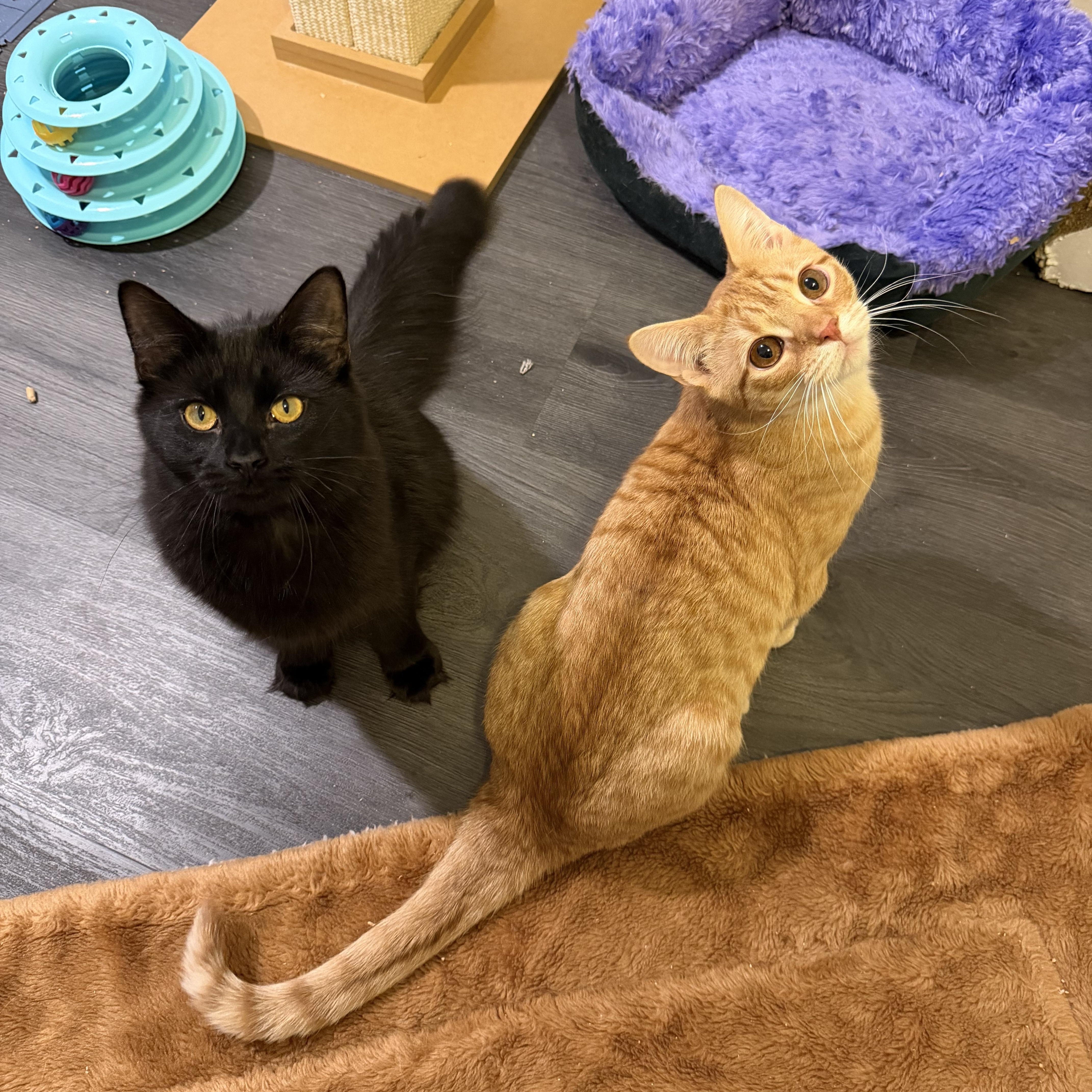 Enlarge LOUIS  (& RUDY), a Adoptable Domestic Medium Hair in Hamilton, NJ image 1/5