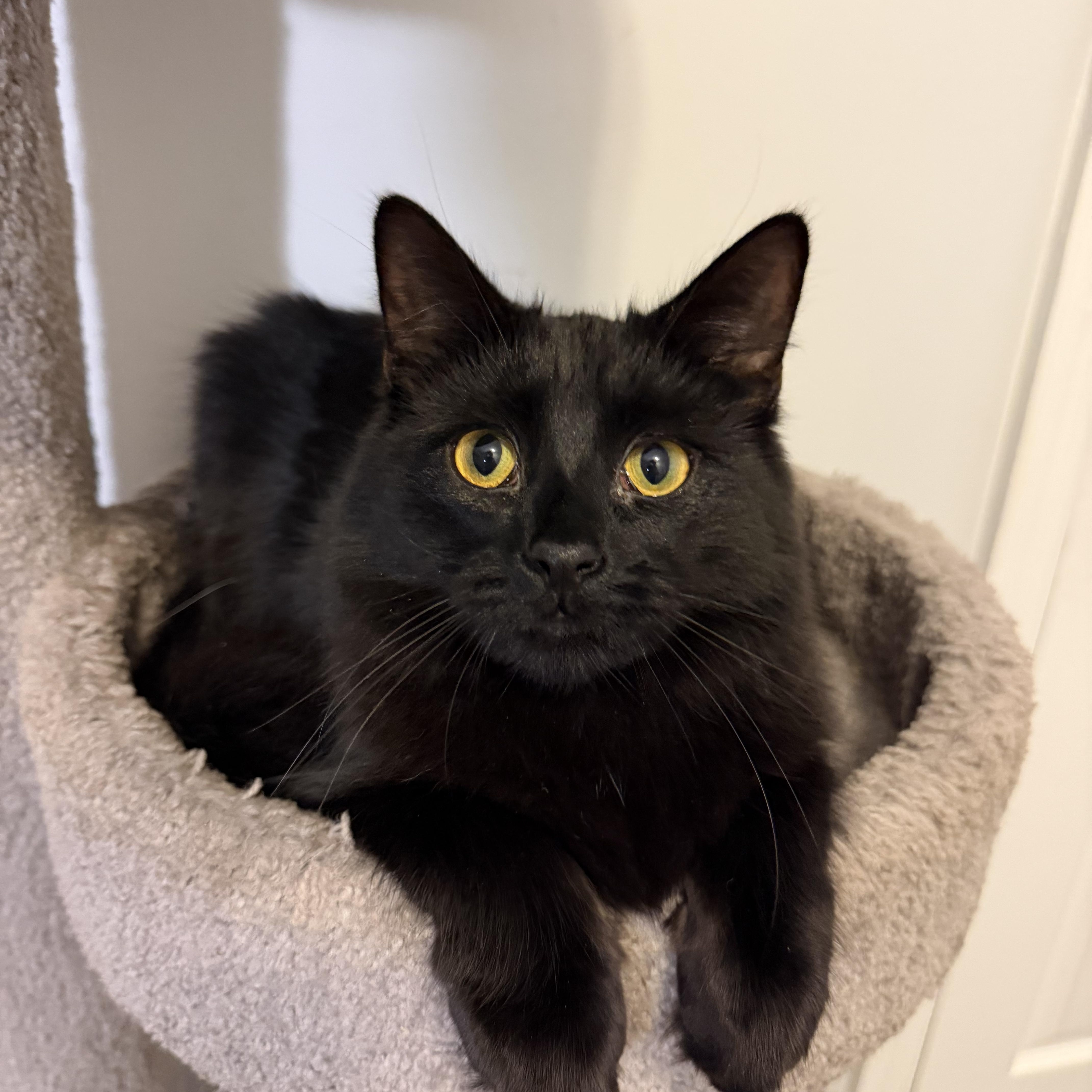 LOUIS  (& RUDY), Adoptable, Kitten Male Domestic Medium Hair.