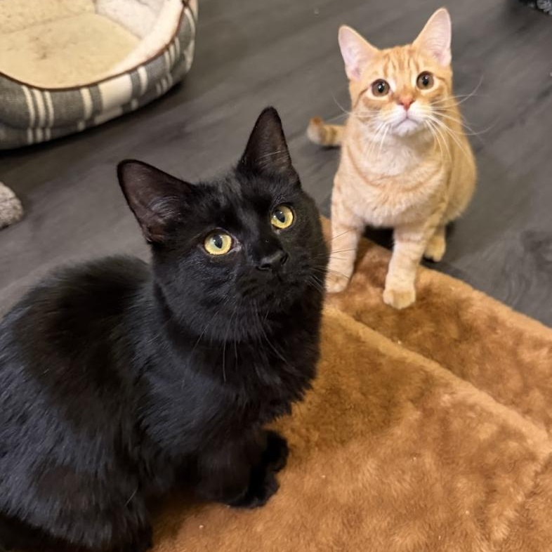 Enlarge LOUIS, a Adoptable Domestic Medium Hair in Hamilton, NJ image 2/5