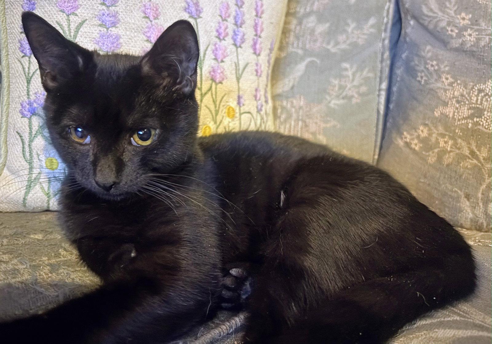 Enlarge Darius Kitten, a Adopted Domestic Short Hair in Allentown, PA image 1/1