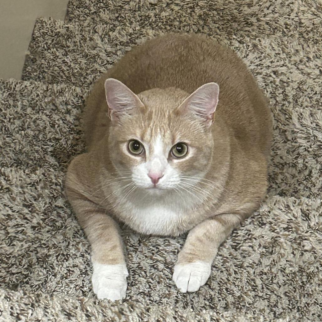 *** Oliver and MJ, Adoptable, Adult Male American Shorthair.