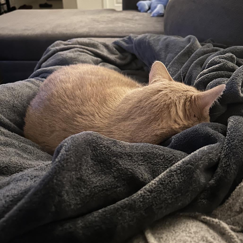 *** Oliver and MJ, a Adoptable American Shorthair in Oceanside, CA image 2/6