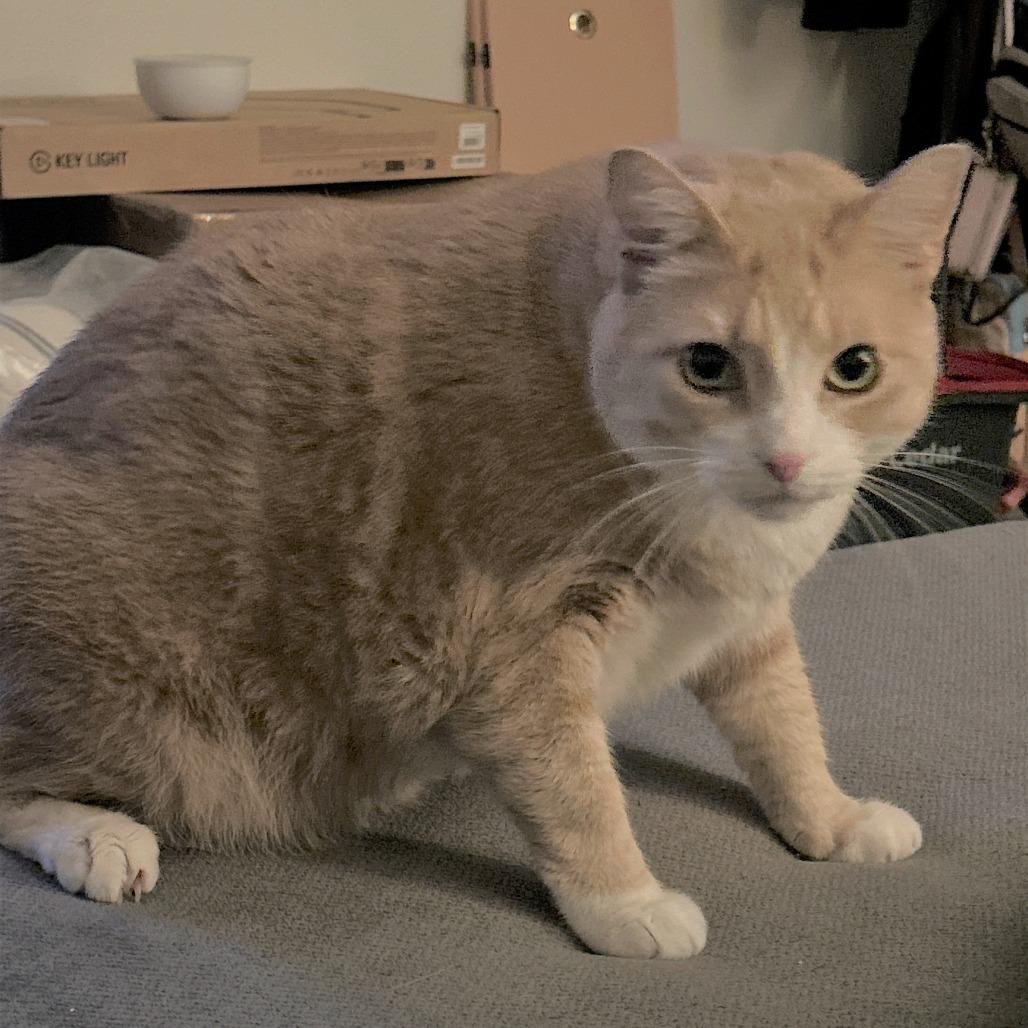 *** Oliver and MJ, a Adoptable American Shorthair in Oceanside, CA image 3/6