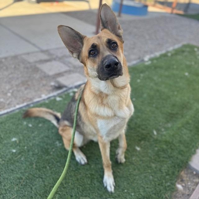 Avril Lavigne, Adoptable, Adult Female German Shepherd Dog.