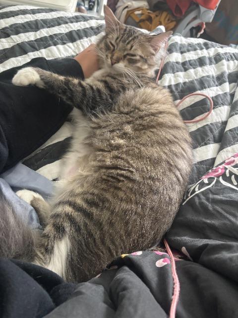 Yoyo, Adoptable, Young Male Domestic Medium Hair.