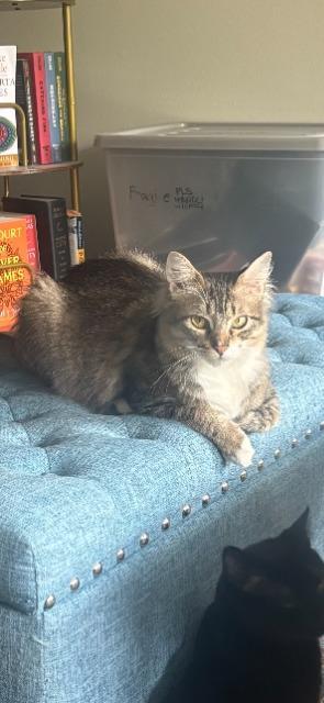 Enlarge Yoyo, a Adoptable mixed breed in Shoreline, WA image 2/5