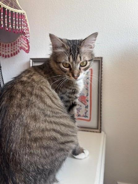 Enlarge Yoyo, a Adoptable mixed breed in Shoreline, WA image 3/6