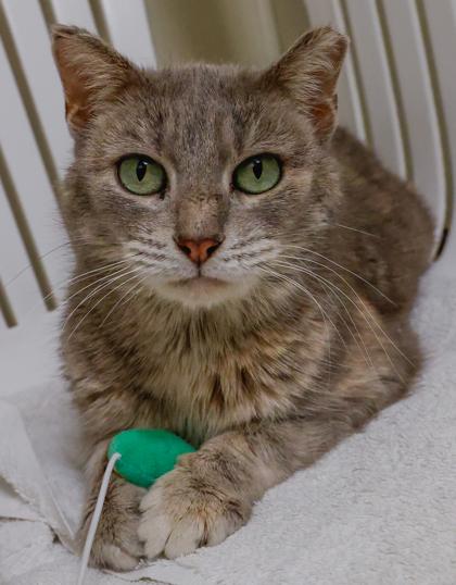 Enlarge Asher, a Adoptable mixed breed in Baraboo, WI image 1/3