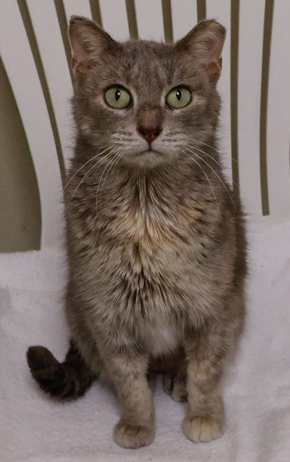 Enlarge Asher, a Adoptable mixed breed in Baraboo, WI image 2/3