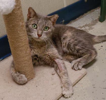 Enlarge Asher, a Adoptable mixed breed in Baraboo, WI image 3/3