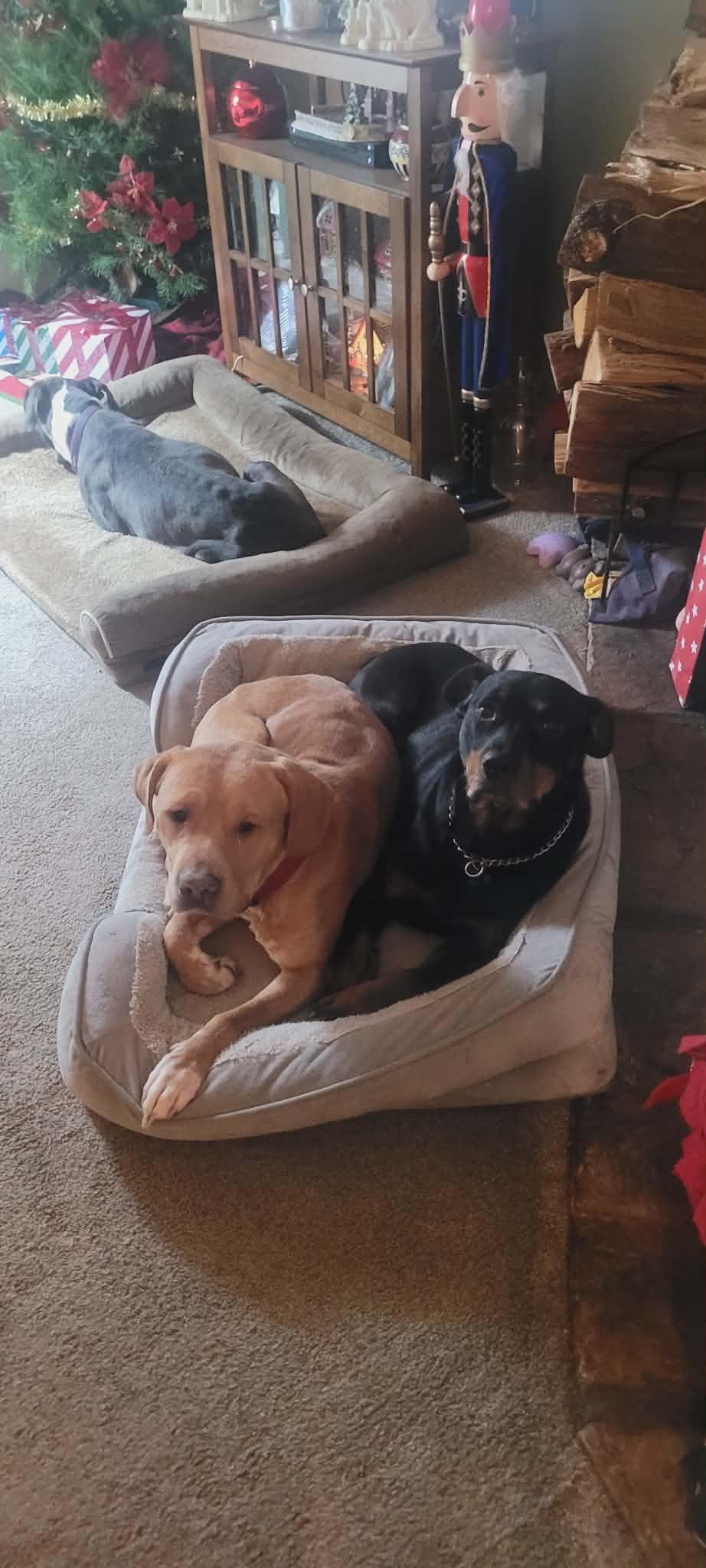 Gage, Adopted, Adult Male Pit Bull Terrier & Labrador Retriever.