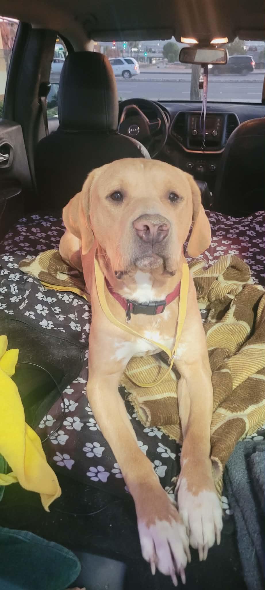 Gage, a Adoptable mixed breed in Arlee, MT image 1/6