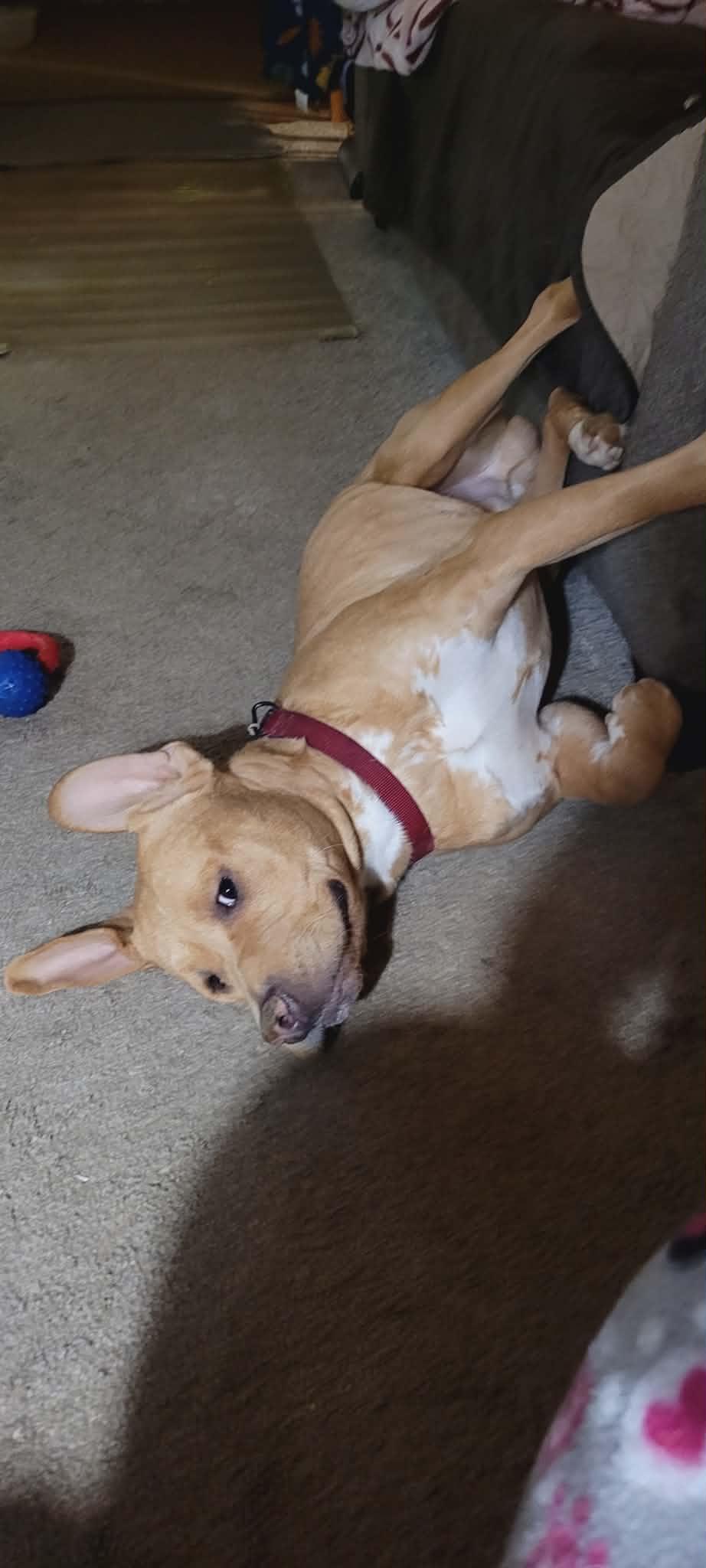 Gage, a Adoptable mixed breed in Arlee, MT image 2/6