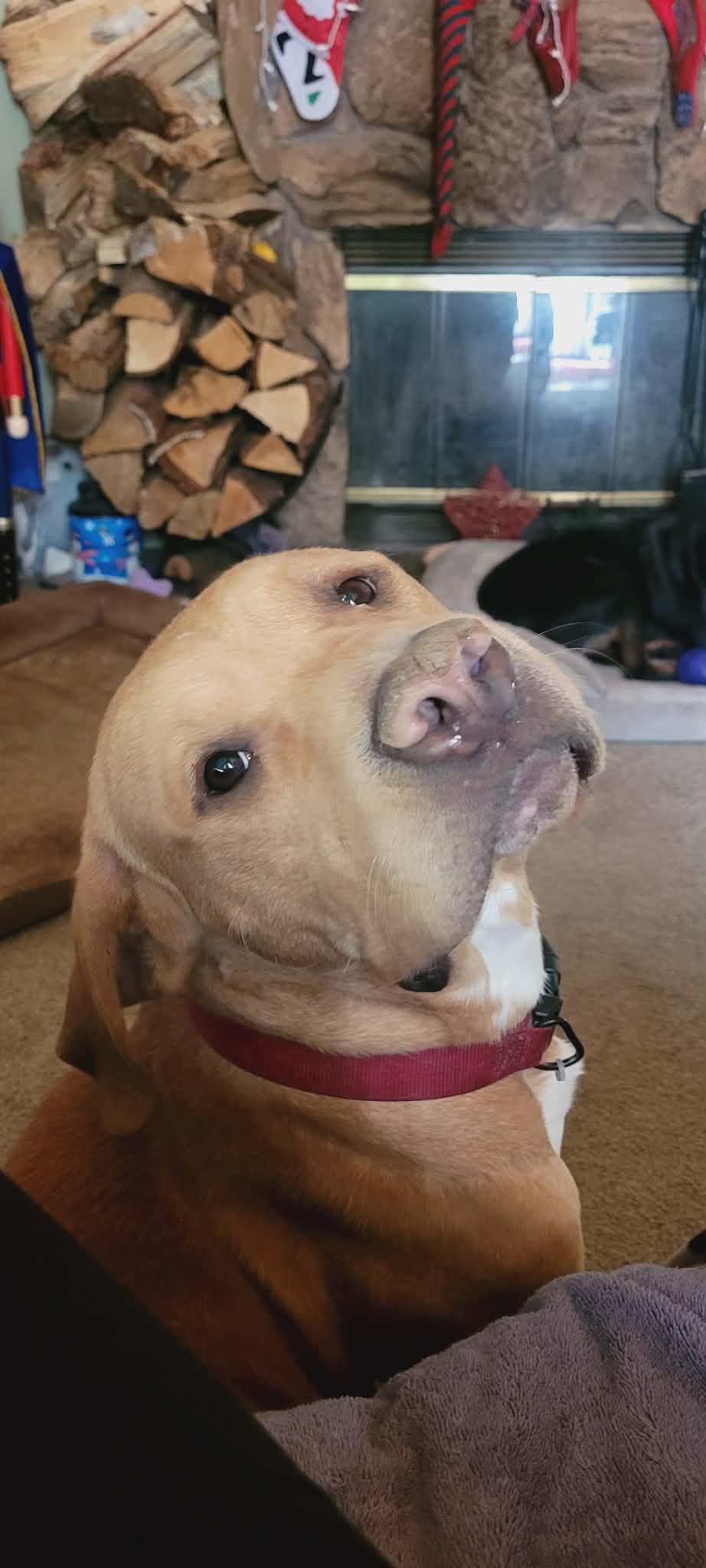 Gage, a Adoptable mixed breed in Arlee, MT image 3/6