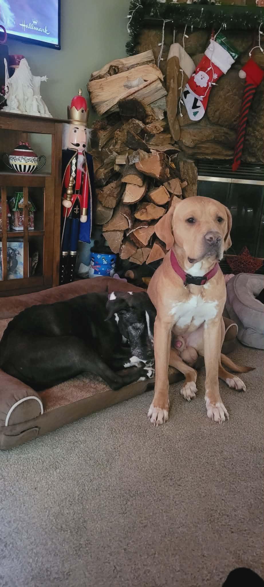 Gage, a Adoptable mixed breed in Arlee, MT image 4/6