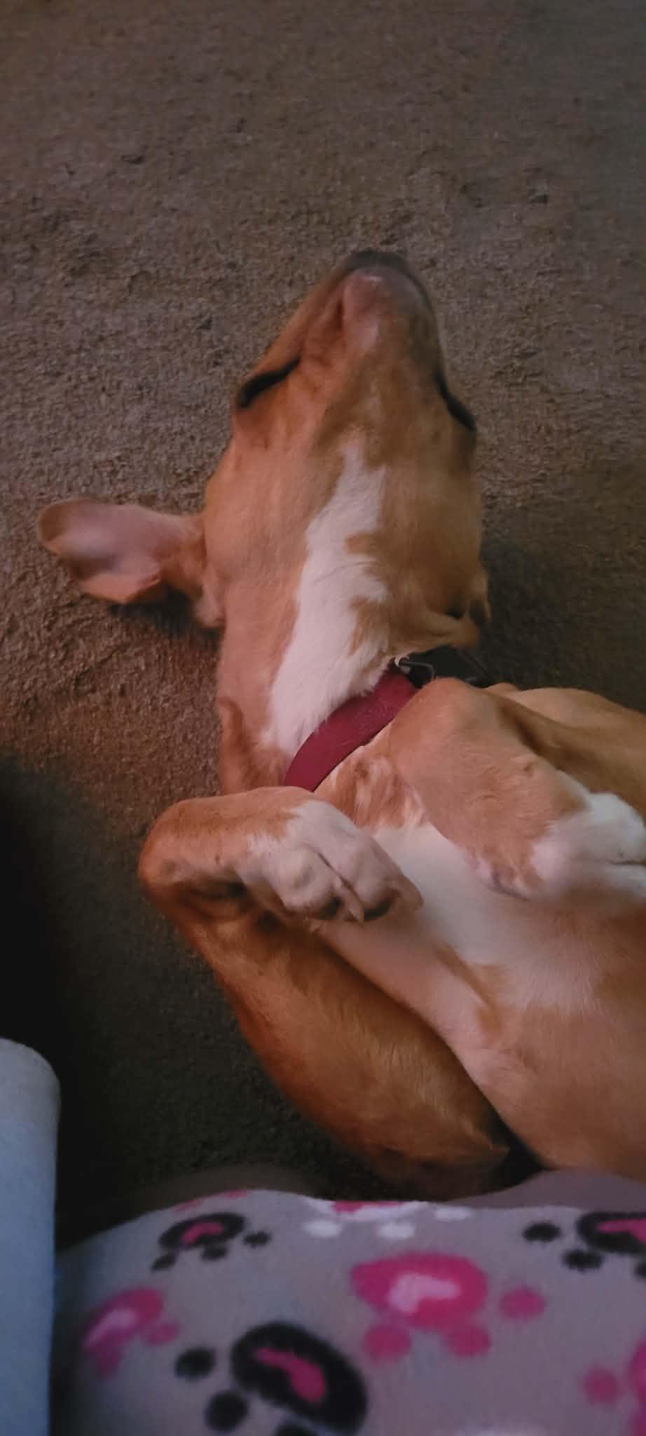 Gage, a Adoptable mixed breed in Arlee, MT image 6/6