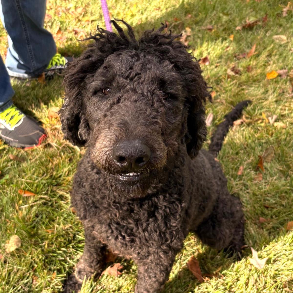 Enlarge Cilantro, a Adoptable Poodle in Locust Fork, AL image 2/3