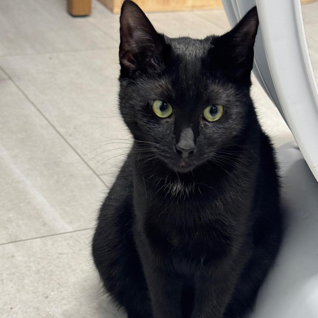 Nera ARC2025-491, Adoptable, Young Female Domestic Short Hair.
