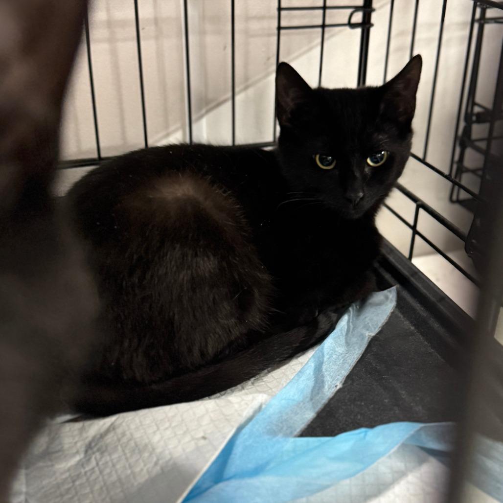 Enlarge Nera ARC2025-491, a Adoptable Domestic Short Hair in Akron, NY image 1/1