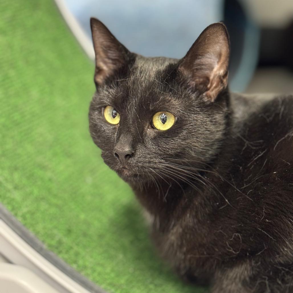 Enlarge Nera ARC2025-491, a Adoptable Domestic Short Hair in Akron, NY image 3/4