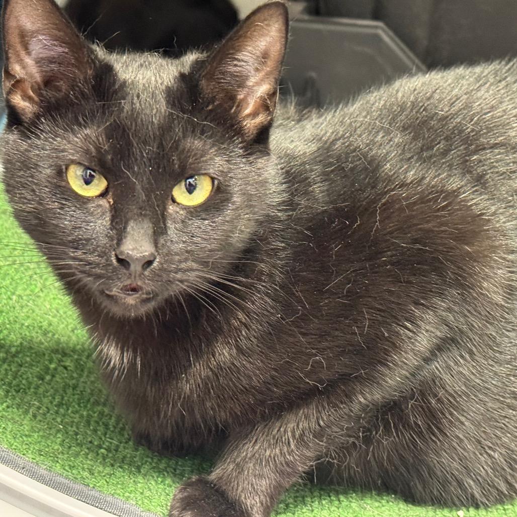 Enlarge Nera ARC2025-491, a Adoptable Domestic Short Hair in Akron, NY image 4/4