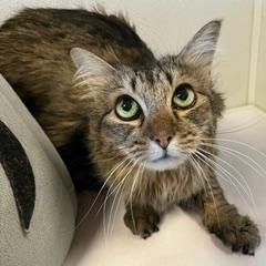 Maggie, Adult Female Tabby
