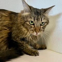Maggie