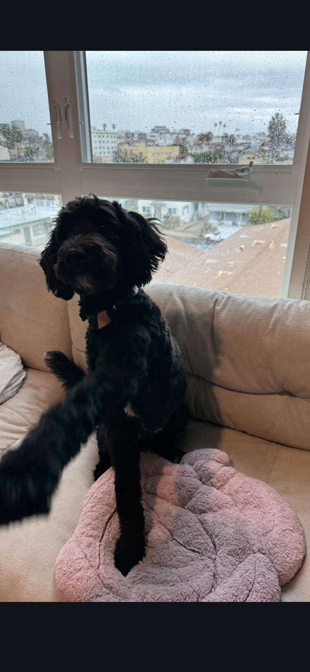 Muffin, adopted, Puppy Female Goldendoodle.